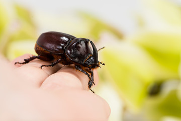 Rhinoceros beetle on a hand close-up