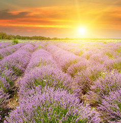 Fototapeta na wymiar Field with blooming lavender and sunrise