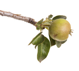 Pears on a branch with leaves isolated on white background