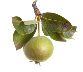 Pears on a branch with leaves isolated on white background