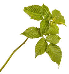 green raspberry leaves. isolated on white background