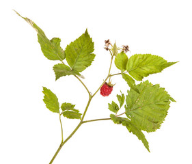 raspberries on a branch with leaves. on a white background
