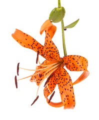 tiger lily flower bud isolated on white background