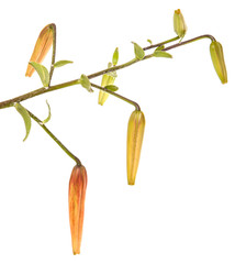 tight buds tiger lily isolated on white background