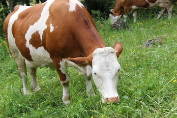 Fototapeta na wymiar Kühe und Rinder auf einer Weide auf der Alm