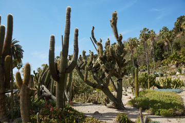 cactuses grow in Spain