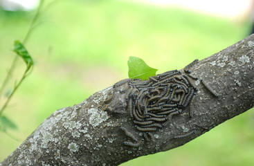 caterpillar lackey moth cluster on tree