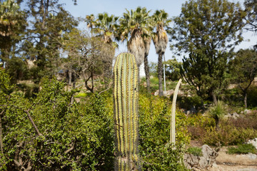 Fototapeta premium cactuses grow in Spain