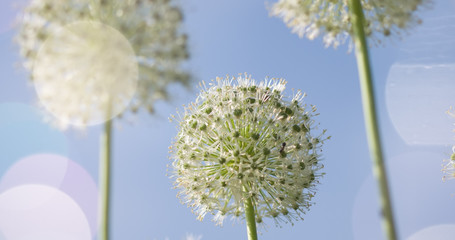 White Allium circular globe shaped flowers blow in the wind