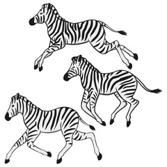 Fototapeta na wymiar Three running zebras illustration