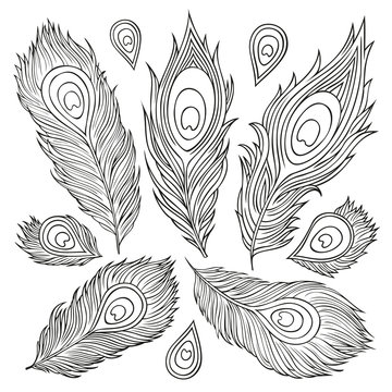 Vintage Feather vector set. Hand-drawn illustration.