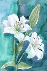 White lily watercolor illustration