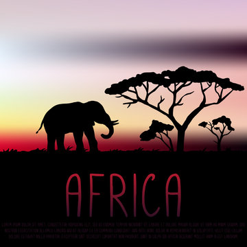 Africa illustration, elephant and acacia silhouette on sunset background