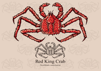 Red King Crab. Vector illustration for web, education examples, graphic and packaging design. Suitable for patterns and artwork in small sizes.