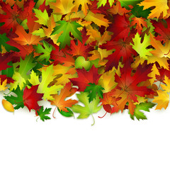 Naklejka na ściany i meble Vector background with colorful autumn leaves, card template, natural backdrop