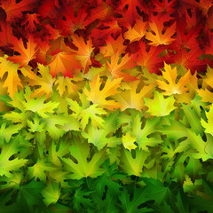 Autumn vector background, natural backdrop with colorful leaves