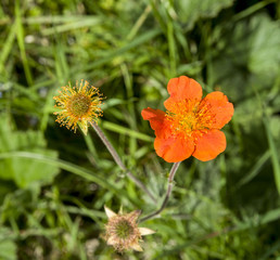 Blooming bright Geum in meadow of Stara planina, Bulgaria