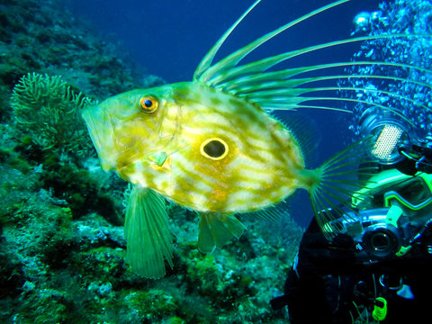 Underwater photographer is taking picture of a zeus faber fish.