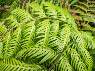 Fototapeta premium Green Fern Leaves in the Garden