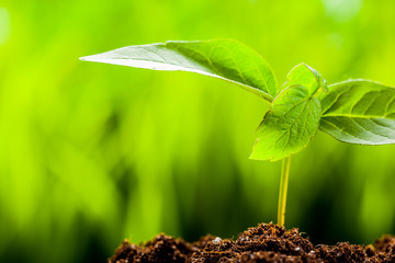 New life. Young sprout in springtime,Closeup.