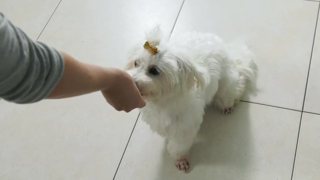 Pets, animals and training. Woman educating small dog to sit and wait on ground. She uses her hand to give the order.