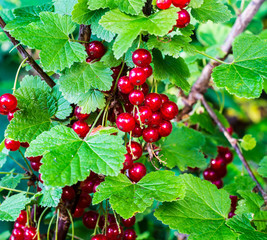 Red currants in the garden.