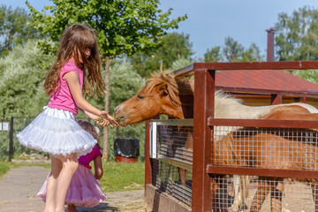 outdoor portrait of young smiling child girl feeding horse on fa