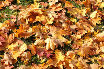 golden time of year/ landscape with lots of autumn leaves fallen on the ground 