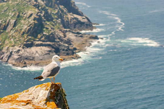 Seagull over a rock on the cliff