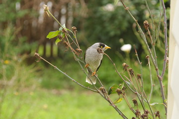 Noisy Miner 