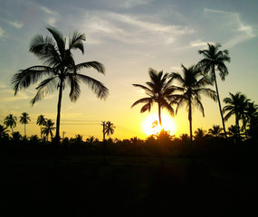 Obraz premium palm trees Tropical Sunset