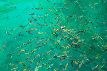 Obraz na płótnie Canvas Tropical Fish in water