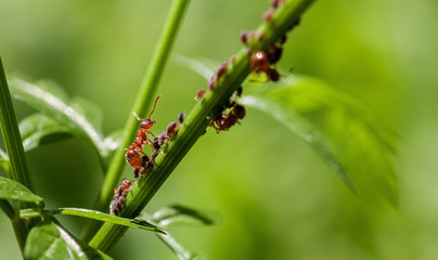 Red ant standing on a green stem