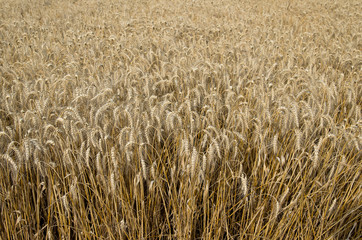 Field of ripe wheat. Forthcoming harvest to harvest.