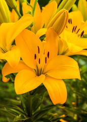 Group of Beautiful yellow lily flower in green garden.