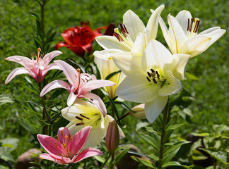 Fototapeta premium Летние цветы