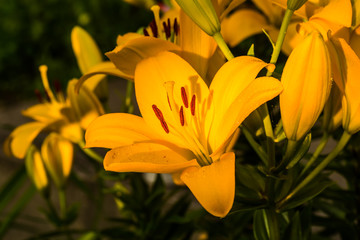 Group of Beautiful yellow lily flower in green garden.
