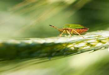 Green stinky bug on a spikelet