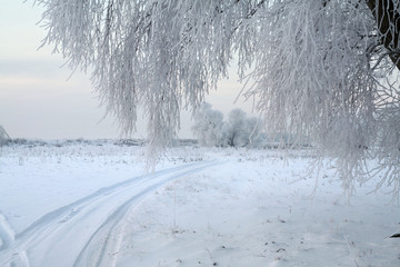 Fototapeta premium oak in hoarfrost