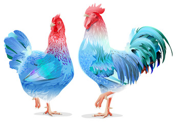 Blue Rooster and chicken female symbol 2017 by Chinese calendar