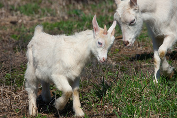 Fototapeta premium white goat