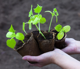 cucumber seedlings