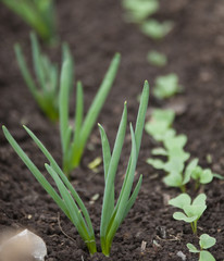 sprouts green onions on a bed