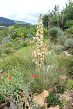 Bl&uuml;hende Agave in einem angelegten Steingarten