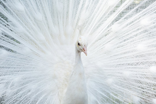 Fototapeta beautiful white peacock close up