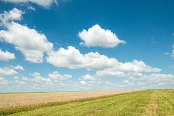 Fototapeta na wymiar Beautiful field of wheat under the blue sky
