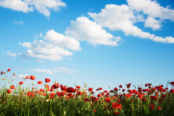 meadow with beautiful  red poppy flowers