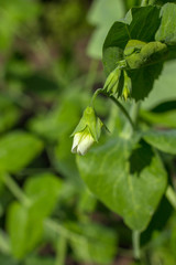 Obraz premium White pea flower bud in the garden
