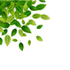 Green leaves background, vector illustration