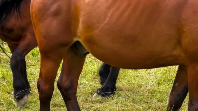 Close Up of Feet and Body Parts of Black and Brown Horses Walking one After the Other in Cycle